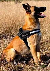 DALLAS with logo crop_edited.jpg