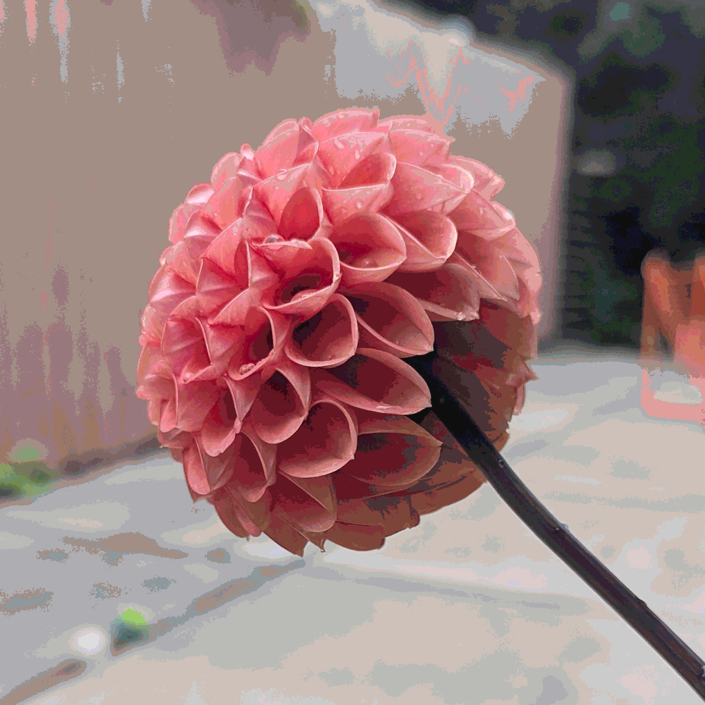 dahlia_Squareflpper_GIFTEST.gif