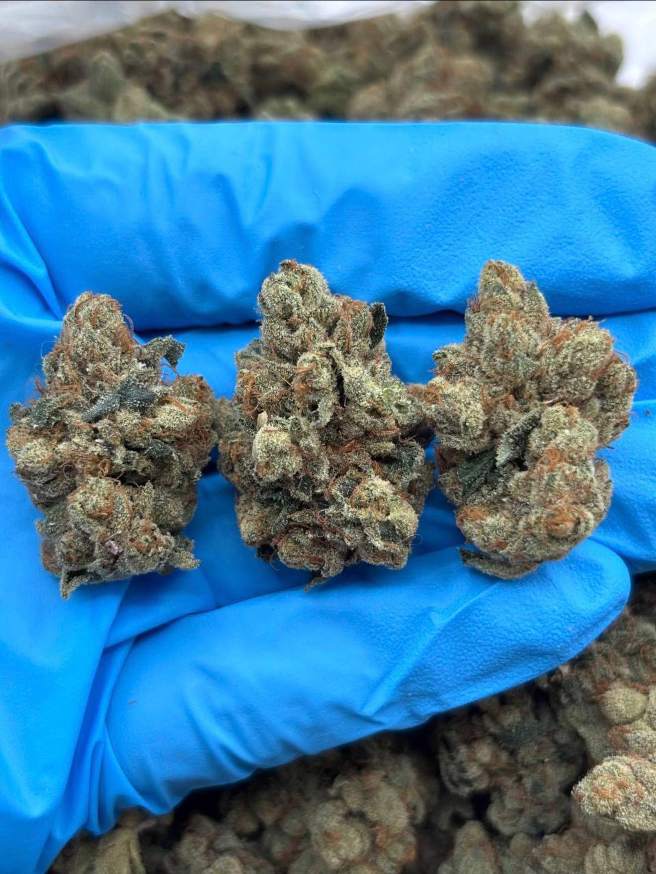 MELONBERRY - LK1209M1