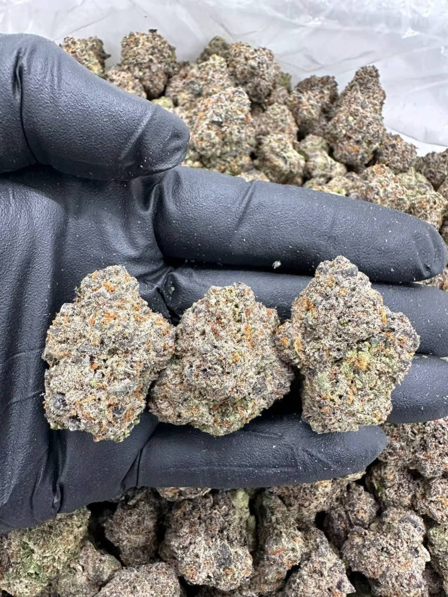 JUNGLE MIRAGE - MC702LB