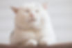 AdobeStock_101112878.jpeg