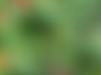 Butterfly Habitat at the Springs Preserve