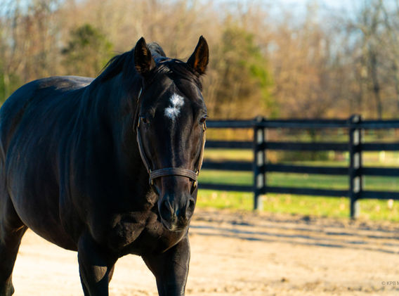 Thoroughbred stallion Charming Kitten. Standing at Breakway Farm in Indiana.
