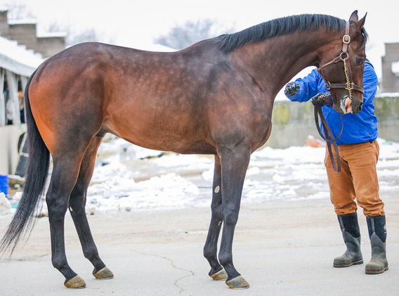 Bango, Thoroughbred stallion and winningest horse at Churchill Downs. Standing at Breakway Farm in Indiana