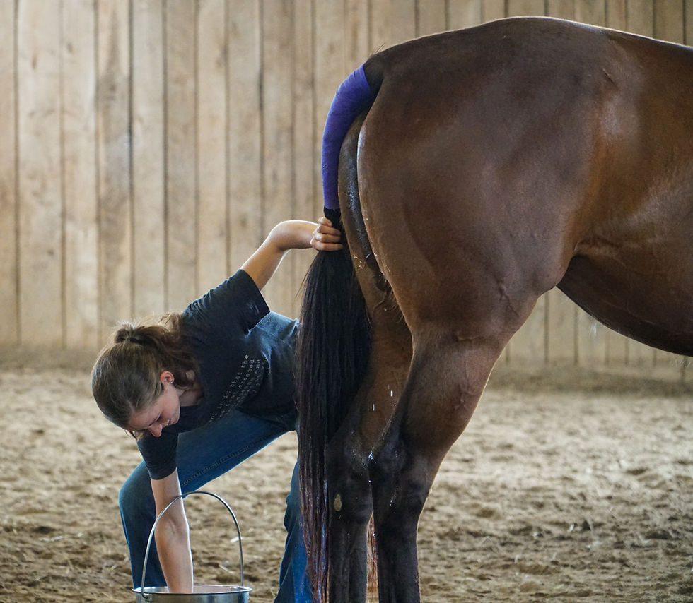 Breakway Farm in Dillsboro, Indiana. Thoroughbred breeding, broodmare. Treasure of the Midwest