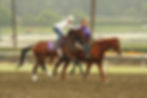 Mine That Bird, longshot 50-1 Kentucky Derby winner. Horse Racing Upsets.