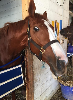 CherryandtheHawk in stall