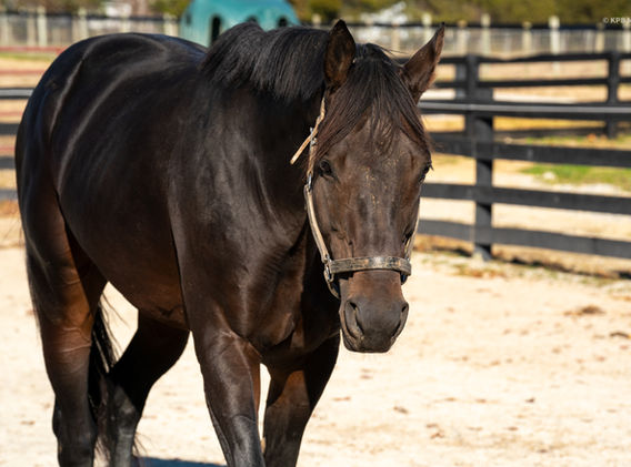 Thoroughbred stallion Boptrot at Breakway Farm in Dillsboro, Indiana