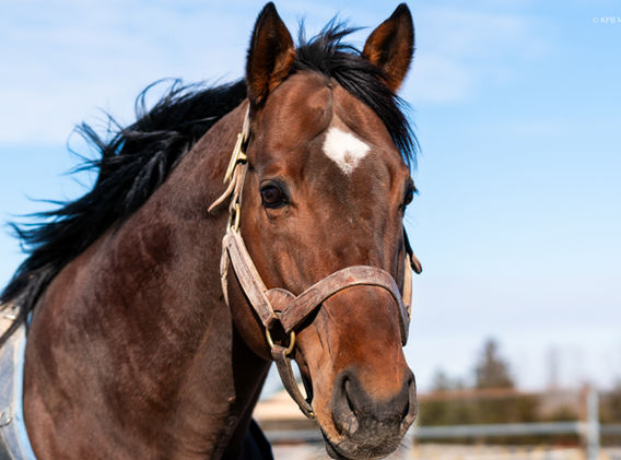 Thoroughbred stallion Forever d'Oro at Breakway Farm in Dillsboro, IN