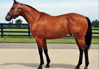 Briglia A Testa D'oliva Harry's Horse Sweet Iron – Misura 13,0 M – Bocchino Dolce In Ferro