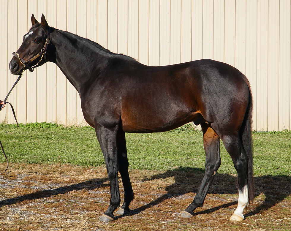 Charming Kitten (Kitten's Joy) Thoroughbred Stallion at Breakway Farm in Indiana