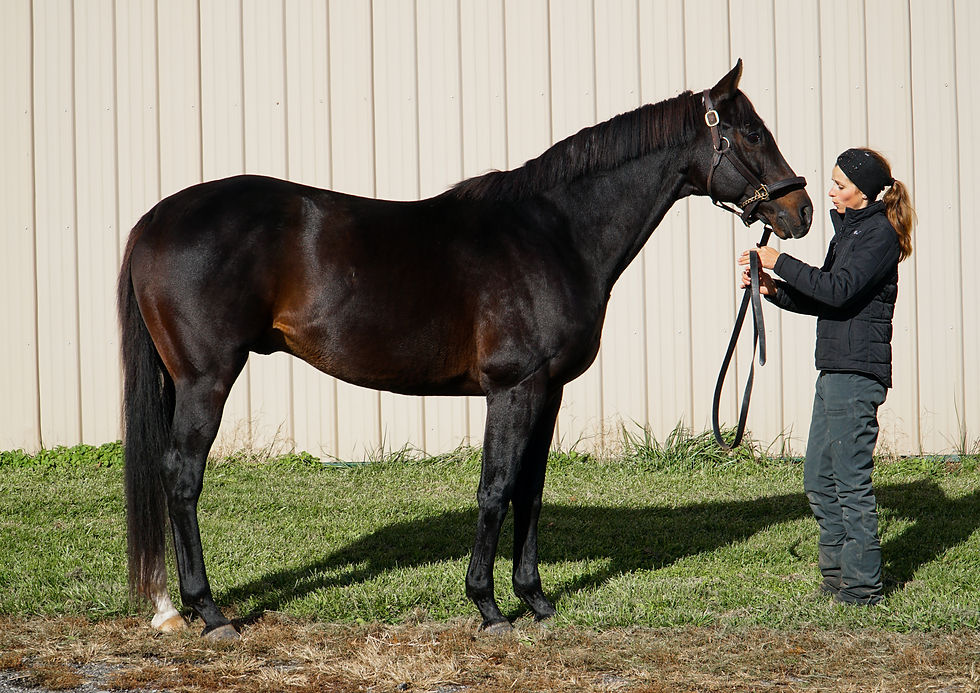 Thoroughbred stallion Charming Kitten at Breakway Farm in Dillsboro, Indiana.