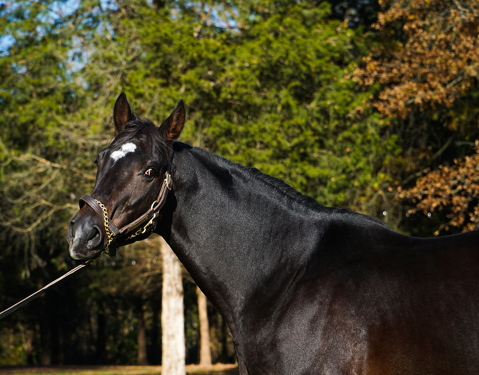 Charming Kitten Thoroughbred Stallion at Breakway Farm (Indiana).