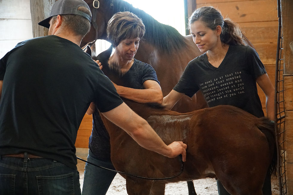 Dr. Tony Wolfe of Wolfe Equine Services at Breakway Farm. Equine veterinarian Indiana.