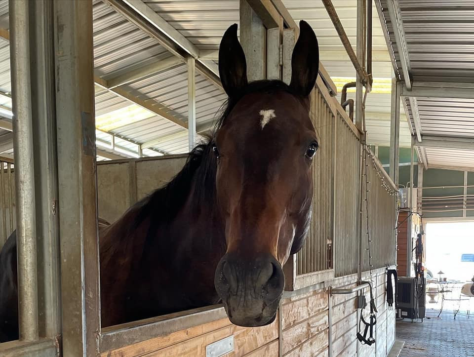What A View Taste Of Victory Stables