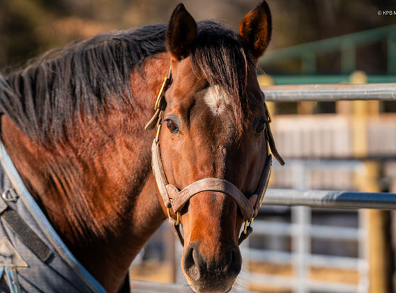 Thoroughbred stallion Forever d'Oro at Breakway Farm in Dillsboro, IN