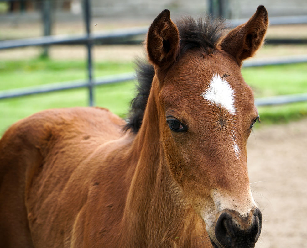 Indiana-bred Thoroughbred foal at Breakway Farm. Dillsboro, Indiana. Treasure of the Midwest