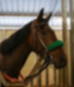 Indiana-bred Fashion Diva (Alternation, Tiznow) at Indiana Grand Racing & Casino