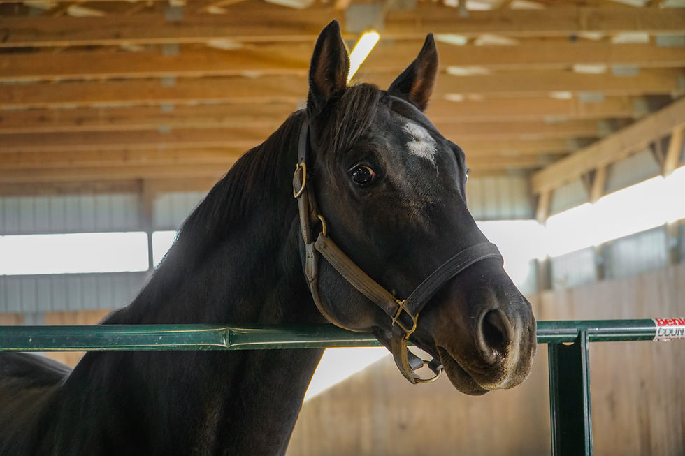 Charming Kitten Thoroughbred Stallion at Breakway Farm in Dillsboro, Indiana