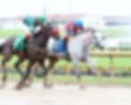 Betcha, Indiana-bred and Indiana-sired stakes winning racehorse, at Horseshoe Indianapolis.