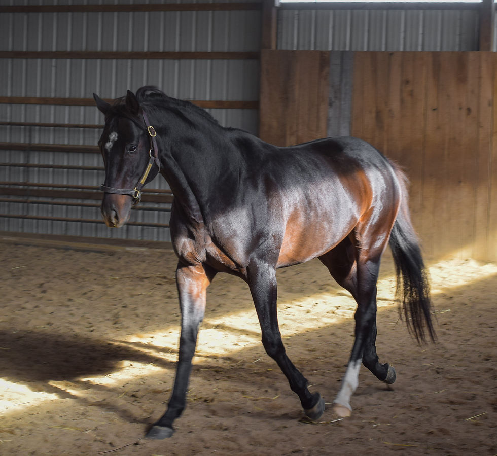 Charming Kitten Thoroughbred Stallion at Breakway Farm in Indiana