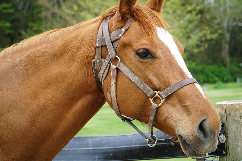 Broodmare at Breakway Farm. Dillsboro, Indiana. Treasure of the Midwest