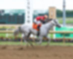 Betcha, Indiana-bred and Indiana-sired racehorse, was purchased at the ITOBA Fall Mixed Sale and won many races at Horseshoe Indianapolis