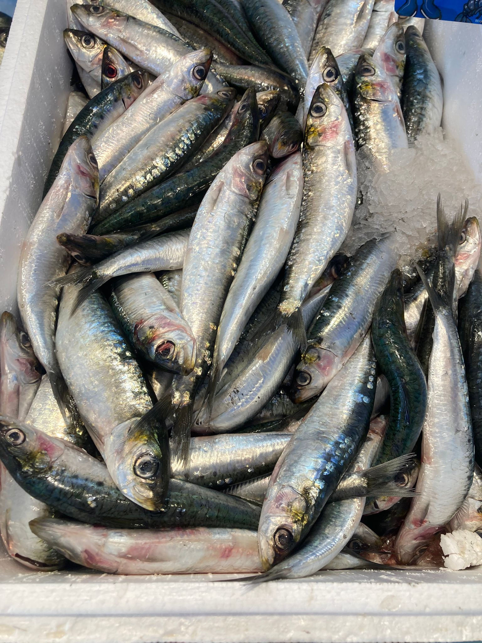 Sardine ( les 100 g)