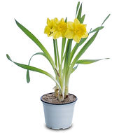 NARCISO.jpg