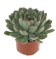 ECHEVERIA.jpg