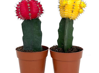 CACTUS EMPALTAT.jpg