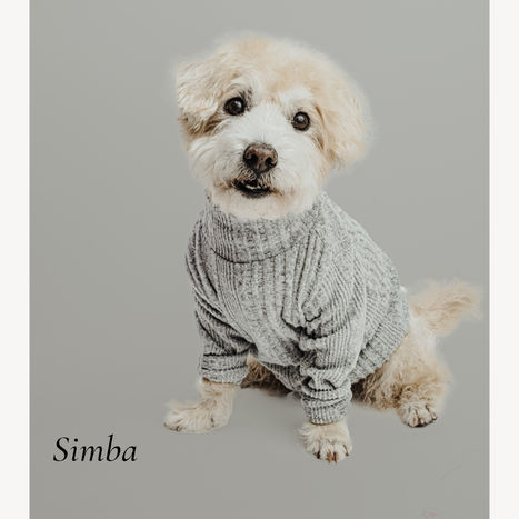 Pet photography in Hong Kong, Pet Photography and Photographers in Hong Kong
