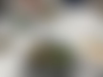 今日は社会参加支援事業で山野草の箱庭づくりのワークショップでした!