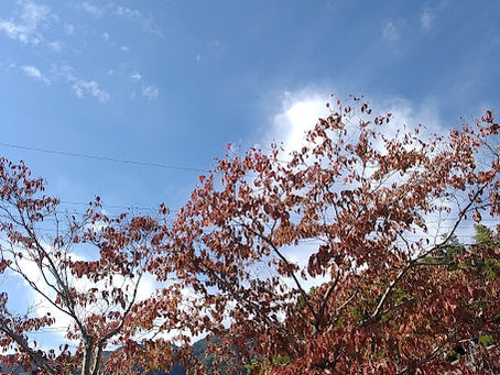 今週は就労準備支援事業の体験実習からスタートです!