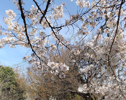 今日は乙訓出張相談会でした!