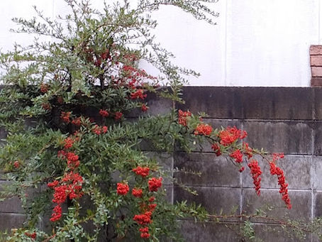 月曜日は就労準備支援事業。そして木曜日はいよいよ乙訓絆サークルです!