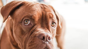 Le choix du ....(roi) chien 