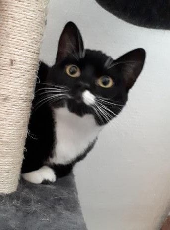 L Implication Du Proprietaire Dans L Enrichissement Du Milieu De Vie Du Chat