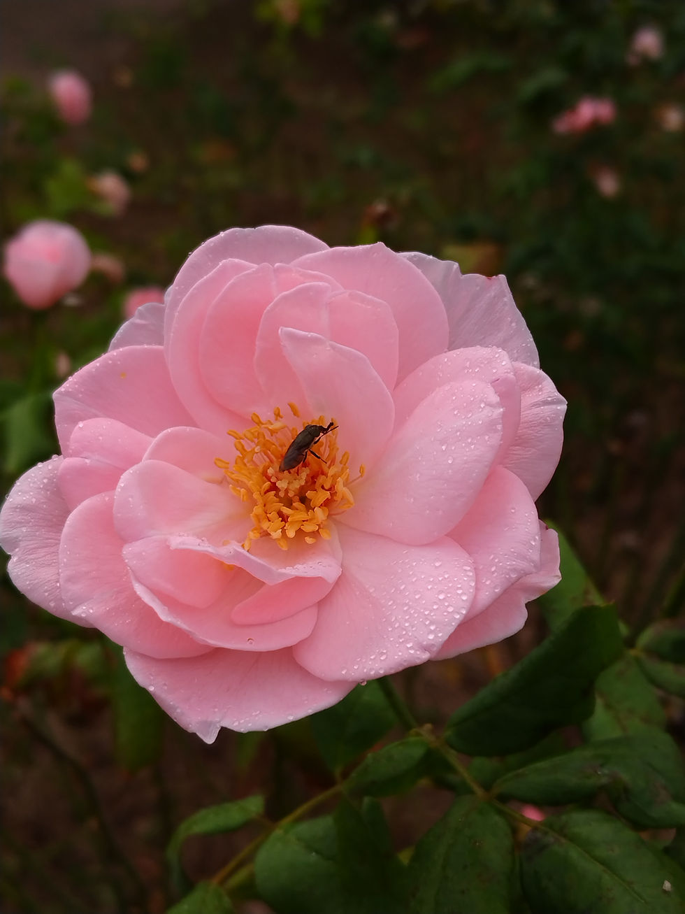 ピンクの花びらに昆虫も誘われて