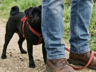 The Dog Who Hid Behind His Dad’s Legs (And Learned to Trust Again)