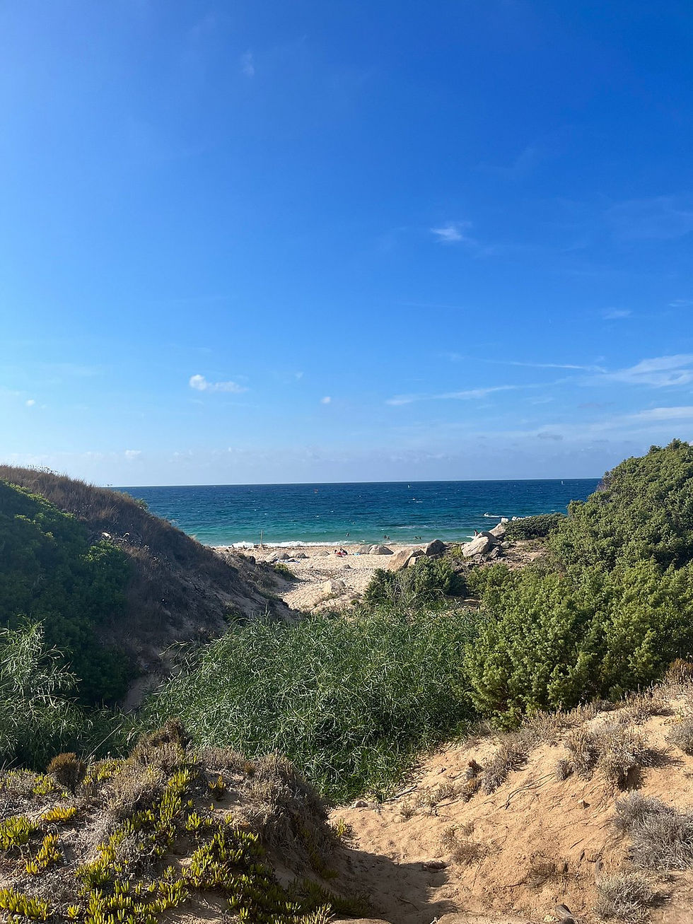 Pathway through dunes leads to a sandy beach with blue ocean waves and a clear sky. Lush green plants surround the area, evoking calm.