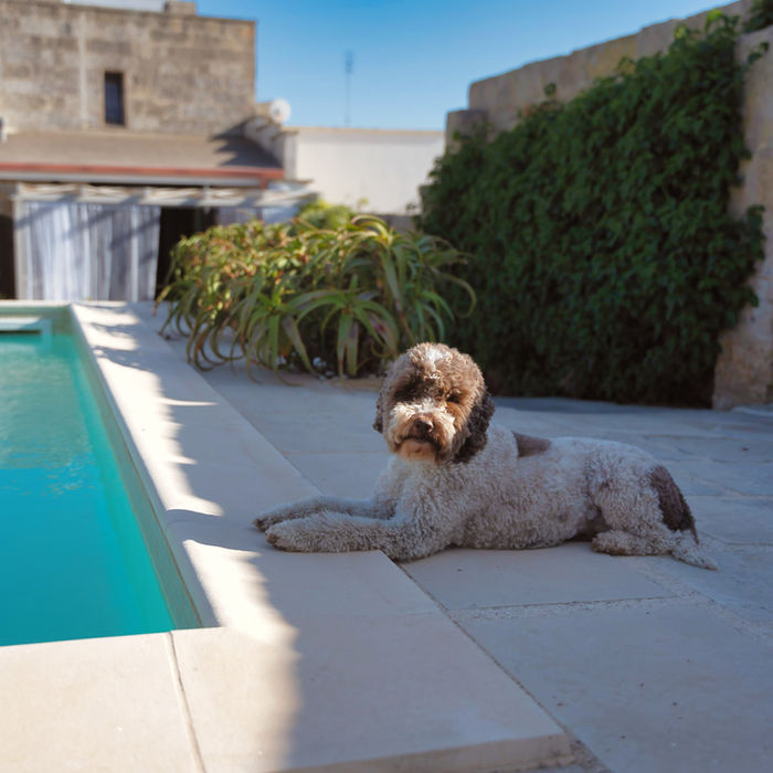 dog relaxing near a swimming pool on a summer day