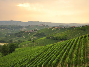 Unveiling the Treasures of Monferrato, Piedmont: A Wine Lover's Dream Tour
