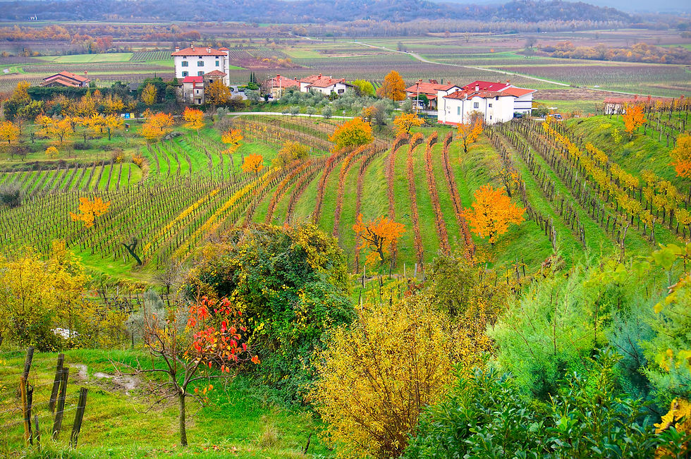Vibrant vineyard landscape in Friuli Venezia Giulia, Italy, with rows of colorful vines and scattered trees. Farmhouses with red roofs in the background. Tranquil mood.