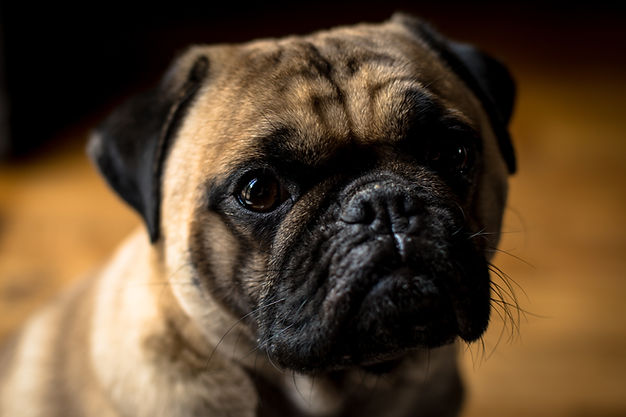 websitedog (6 of 13).jpg