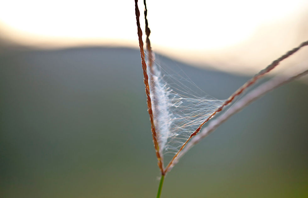 Bushveld grass
