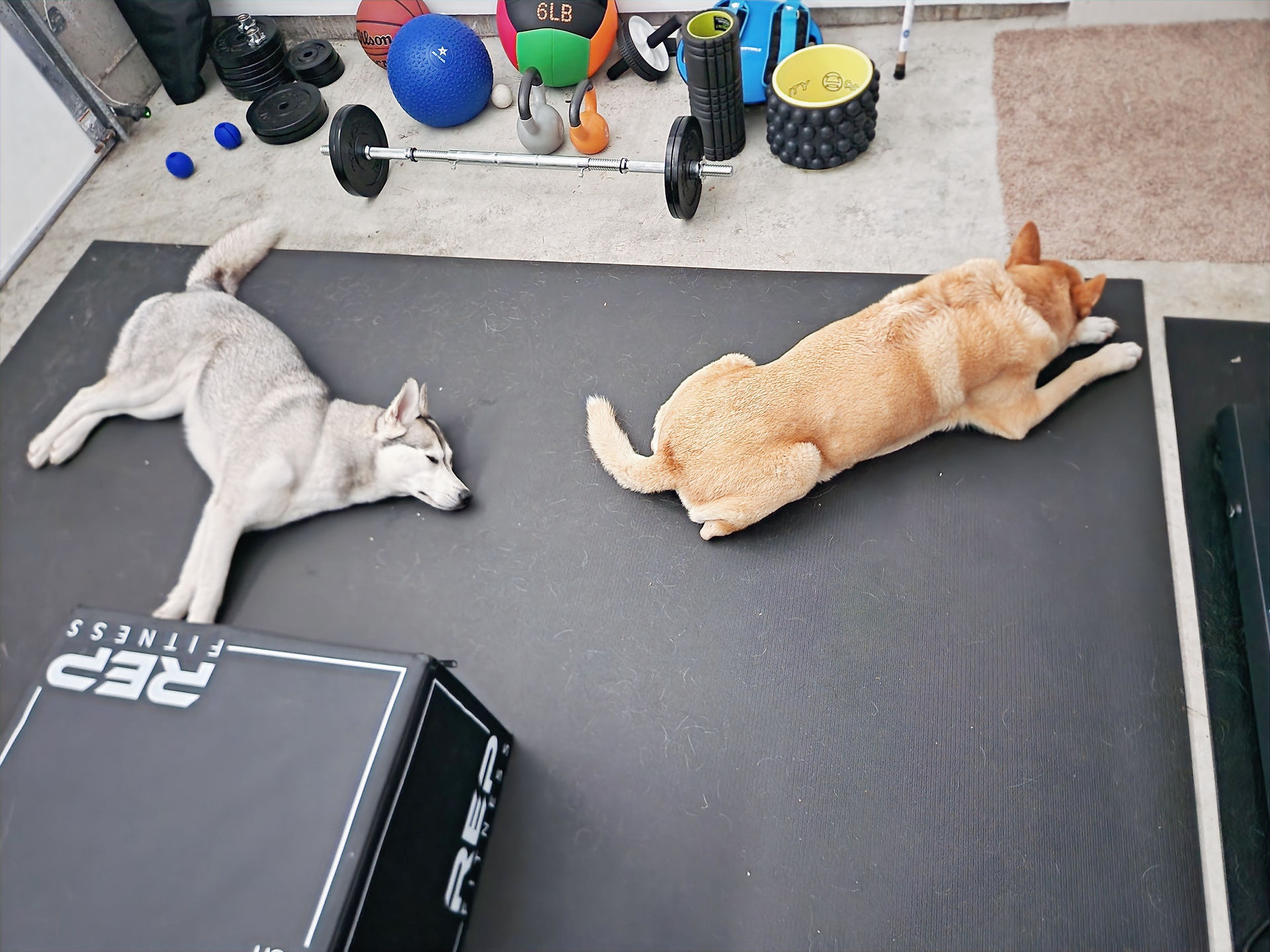 Dogs sleeping on workout mat 