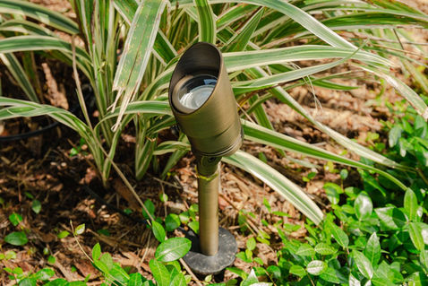 Amp Lighting spotlight, uplighting a specimen tree.