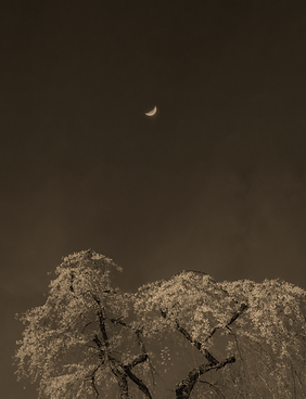 Sakura-Moon-2023-©-Paul-Cupido_kozo.tiff