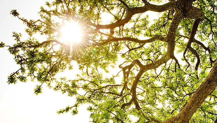 Read Blog: Essential Tips for Protecting Your Family from UV Rays in New Zealand